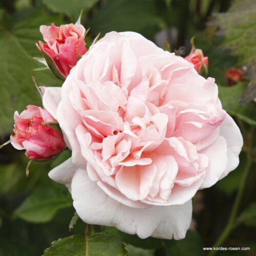 ROSA KORDES 2L Eifelzauber® - Obrázek 2