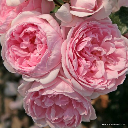 ROSA KORDES 2L Cinderella® - Image 1