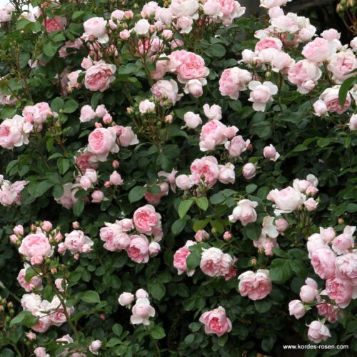 ROSA KORDES 2L Cinderella® - Image 2