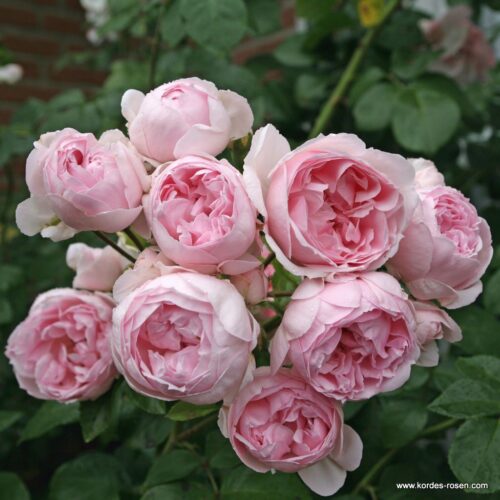 ROSA KORDES 2L Cinderella® - Image 3
