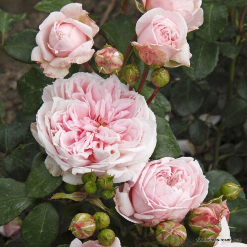 ROSA KORDES 2L Cinderella® - Image 4