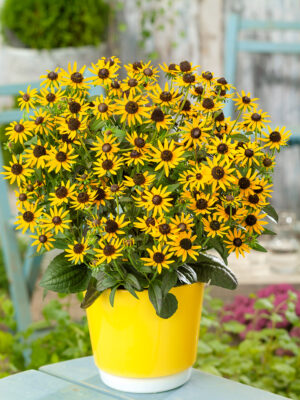 Rudbeckia fulgida 'Little Goldstar'