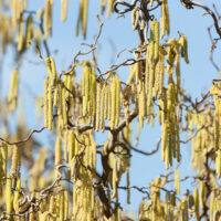 Corylus avellana 'Contorta' - Keř - kontejner 4 l, v. 40-60 cm