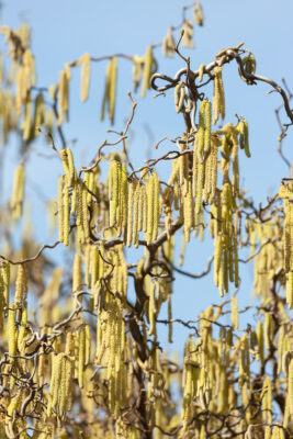 Corylus avellana 'Contorta'