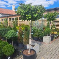 Ginkgo biloba 'Mariken' - Kontejner C55L KM 120 CM EXTRA-SOLITÉRA
