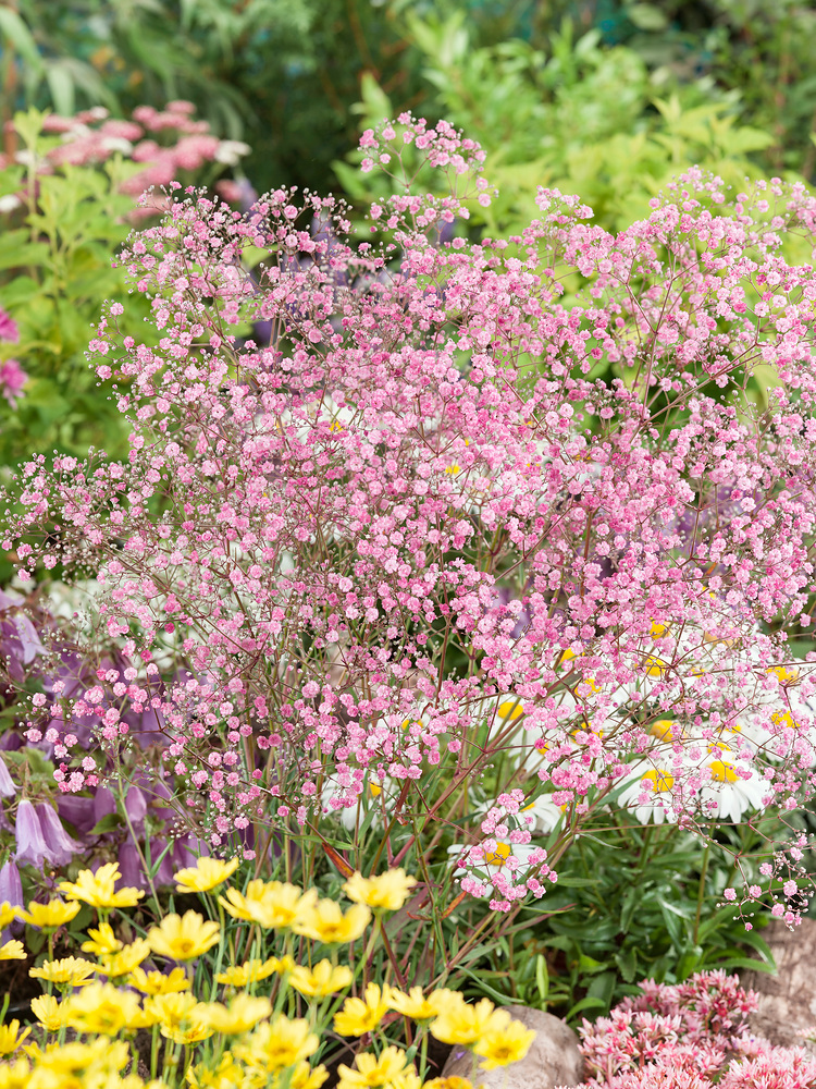 Gypsophila paniculata 'Flamingo'