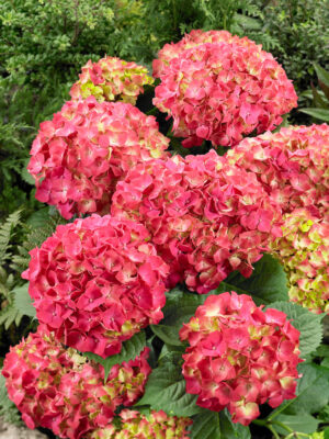 Hydrangea macrophylla 'Leuchtfeuer'