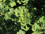 Ginkgo biloba 'Mariken' - Obrázek 2