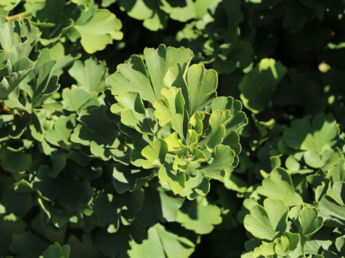 Ginkgo biloba 'Mariken' - Obrázek 2