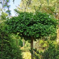Ginkgo biloba 'Mariken' - Kontejner 20L, v. kmínku 180 cm (3-letá korunka)