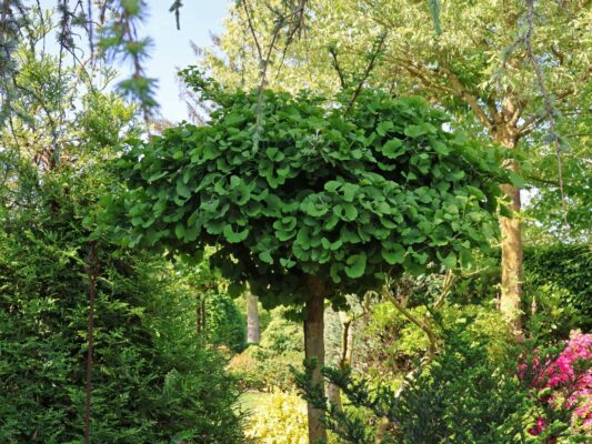 Ginkgo biloba 'Mariken'
