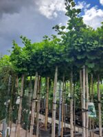Ginkgo biloba 'Mariken' - Obrázek 3