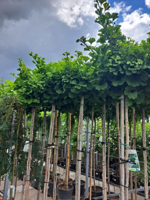 Ginkgo biloba 'Mariken' - Obrázek 3