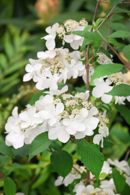 Viburnum plicatum 'Kilimandjaro'®