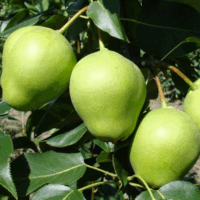 Asijská hrušeň 'Early Shu'