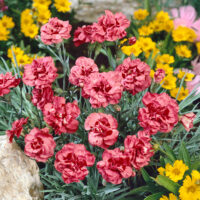 Dianthus gratianopolitanus 'Rotkäppchen'
