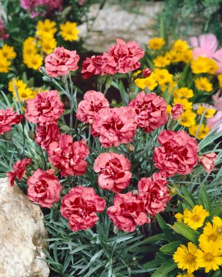 Dianthus gratianopolitanus 'Rotkäppchen'