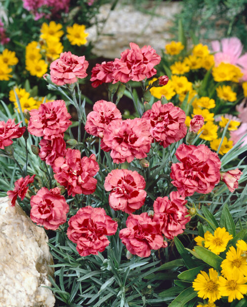 Dianthus gratianopolitanus 'Rotkäppchen' - Obrázek 1