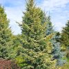 Picea orientalis 'Aurea' - C7,5L 50-60 CM