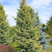 Picea orientalis 'Aureospicata'