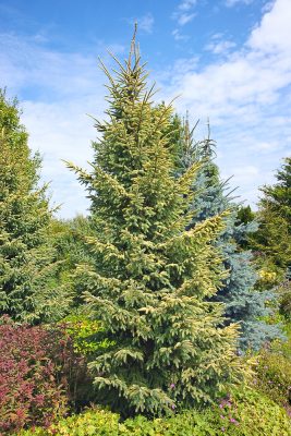 Picea orientalis 'Aurea'