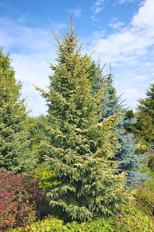 Picea orientalis 'Aureospicata' - Obrázek 1