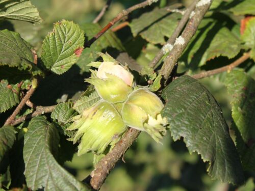 Corylus avellana 'Halská obrovská' - Obrázek 2