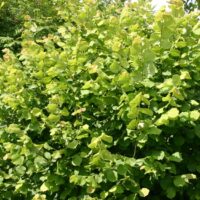 Corylus avellana 'Halská obrovská'