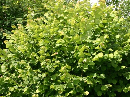 Corylus avellana 'Halská obrovská' - Obrázek 1