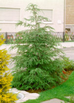 Tsuga canadensis