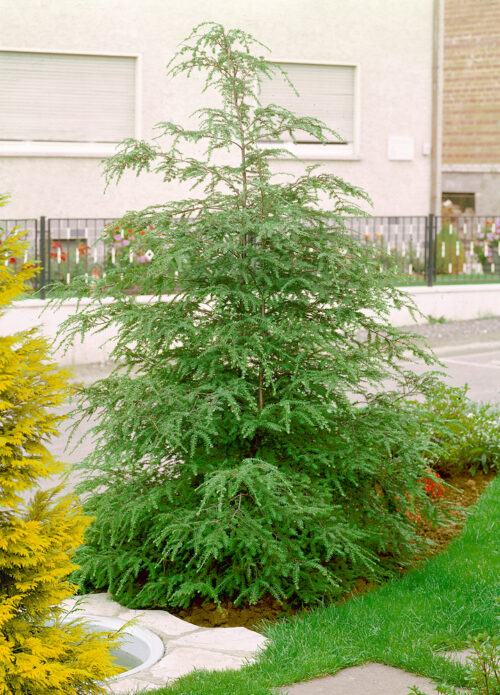 Tsuga canadensis - Obrázek 1