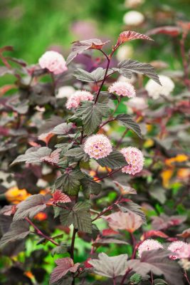 Physocarpus opulifolius 'Lady in Red'®