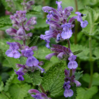 Nepeta x faassenii 'Felix'