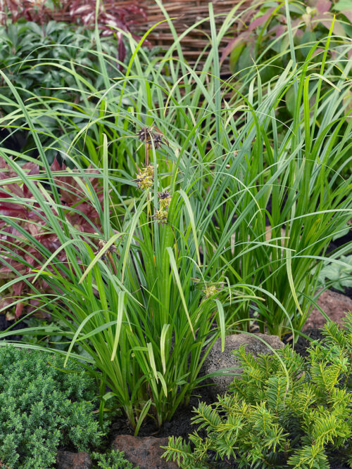 Carex grayi - Image 1