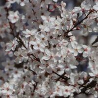 Prunus cerasifera 'Hessei'