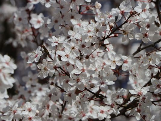Prunus cerasifera 'Hessei'
