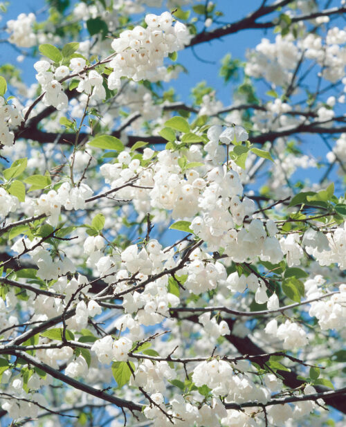 Halesia carolina - Obrázek 2