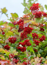 Viburnum opulus 'Roseum' - Obrázek 2