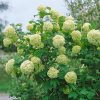 Viburnum opulus 'Roseum' - Kontejner 10L, v. 80-100 cm, kompakt