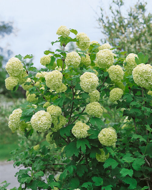 Viburnum opulus 'Roseum' - Obrázek 1