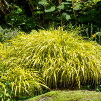 Hakonechloa macra 'Aureola'