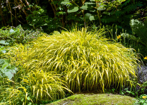 Hakonechloa macra 'Aureola' - Obrázek 1
