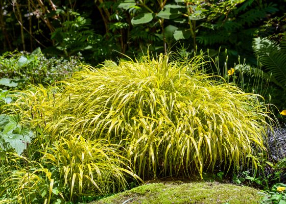 Hakonechloa macra 'Aureola'