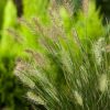 Pennisetum alopecuroides 'Little Honey' - C2L