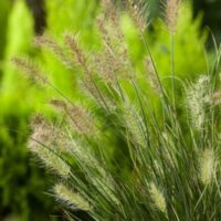 Pennisetum alopecuroides 'Little Honey'