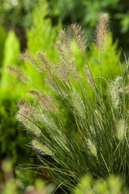 Pennisetum alopecuroides 'Little Honey'
