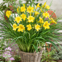 Hemerocallis hybrida 'Stella d' Oro'