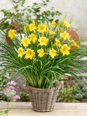 Hemerocallis hybrida 'Stella d' Oro'