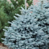 Picea pungens 'Super Blue®'