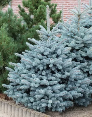 Picea pungens 'Super Blue®'